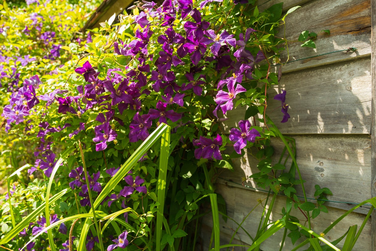 Klätterväxt med violetta blommor på en trävägg