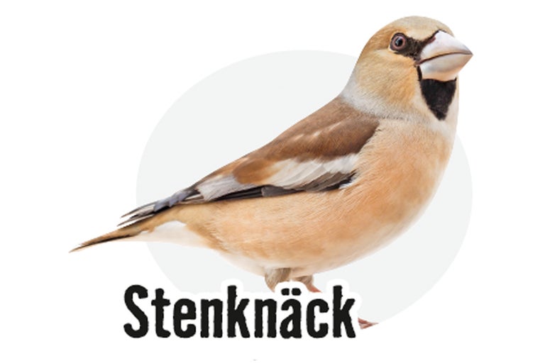 Stenknäck fågel