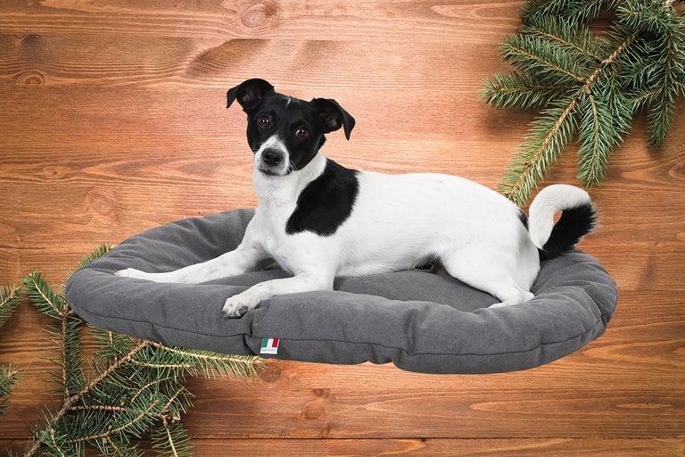 Hund ligger på en grå hundbädd framför en träbakgrund