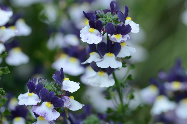 Nemesia med lila-vita blommor och gult öga