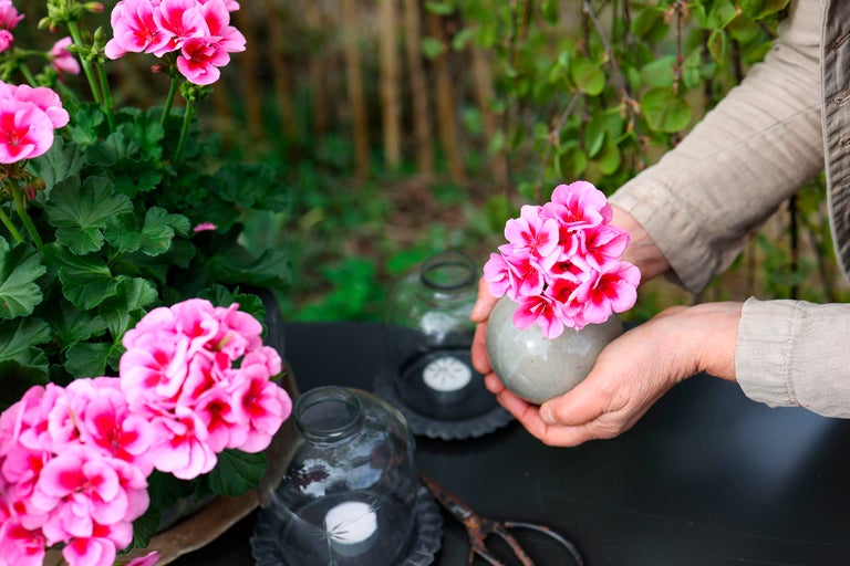 Scen med pelargonblommor, dekoration och händer