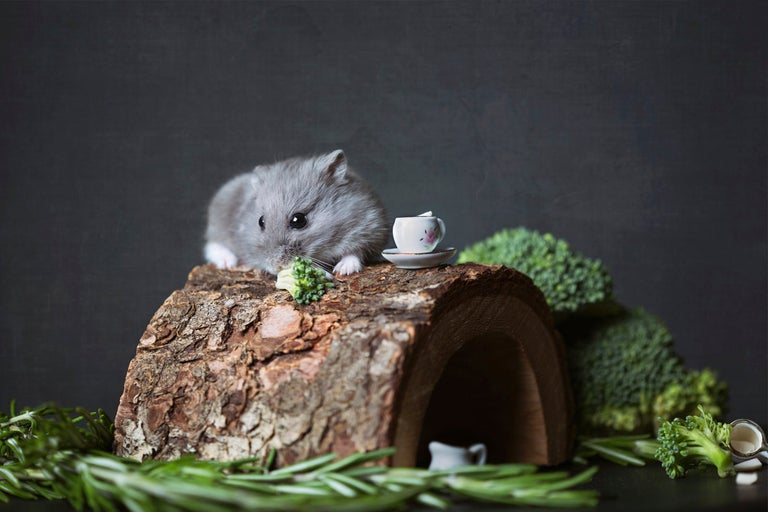 Grå dvärghamster på en trädstam med broccoli och miniatyr teservis