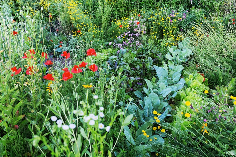 Grönsaksträdgård med sallad, vallmo och andra växter