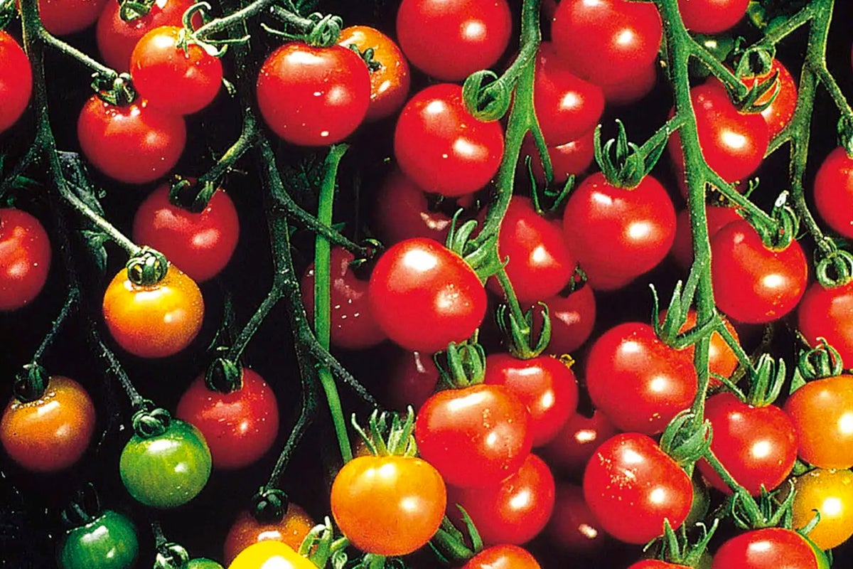 Närbild av körsbärstomater på plantan