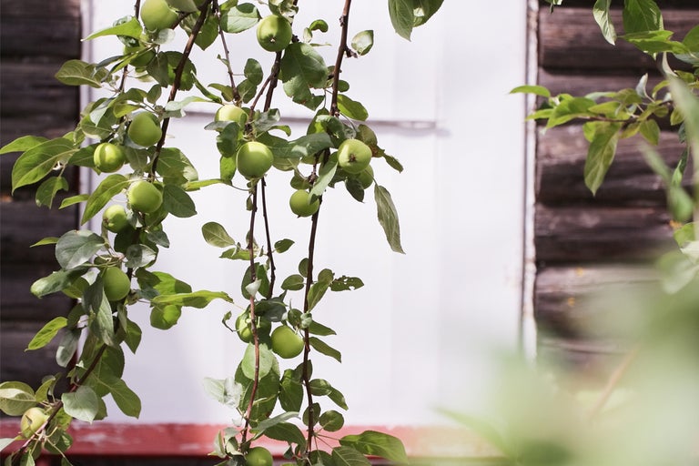 Äppelträdgren med gröna äpplen och blad