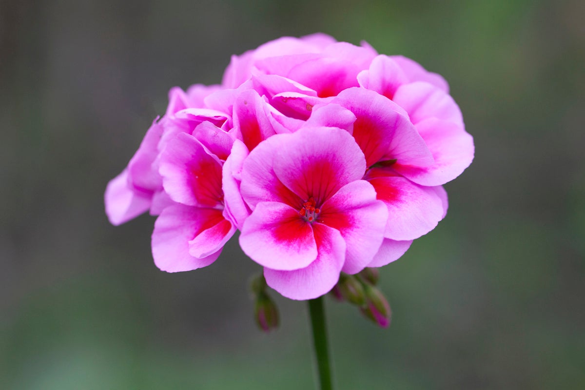 Närbild av en rosa pelargonblomma