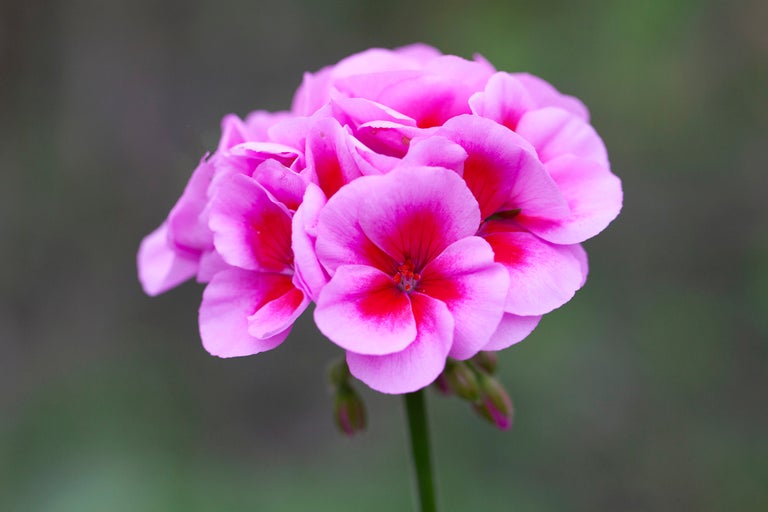 Närbild av en rosa pelargonblomma
