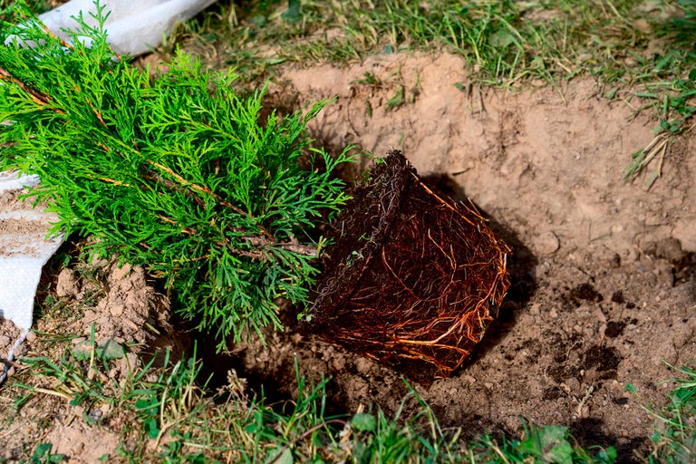 Thuja-planta med rotklump bredvid ett planteringshål