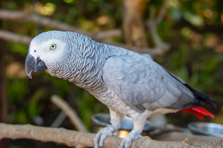 Grå jako på en gren