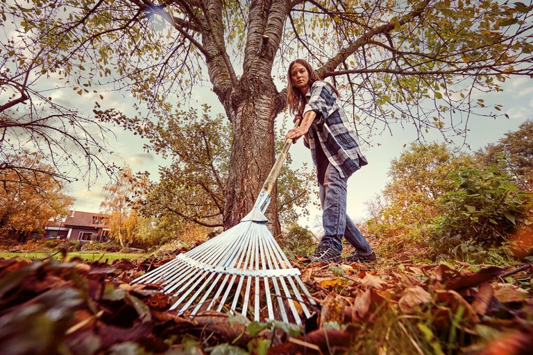 En kvinna i trädgården samlar löv med en kratta.