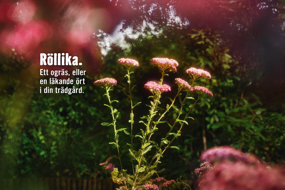 Röllika, en växt för trädgården