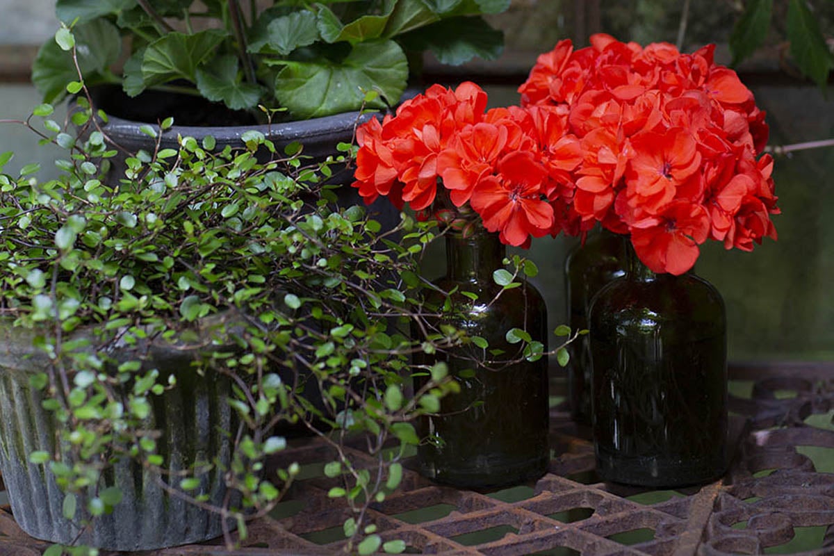Arrangemang med krukväxter och röda pelargoner i glasvaser