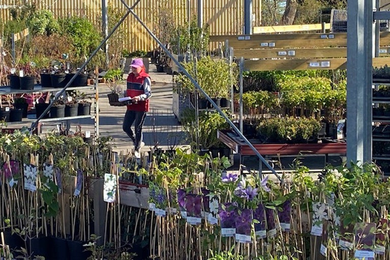 Försäljning av växter i trädgårdscenter med person som bär växter