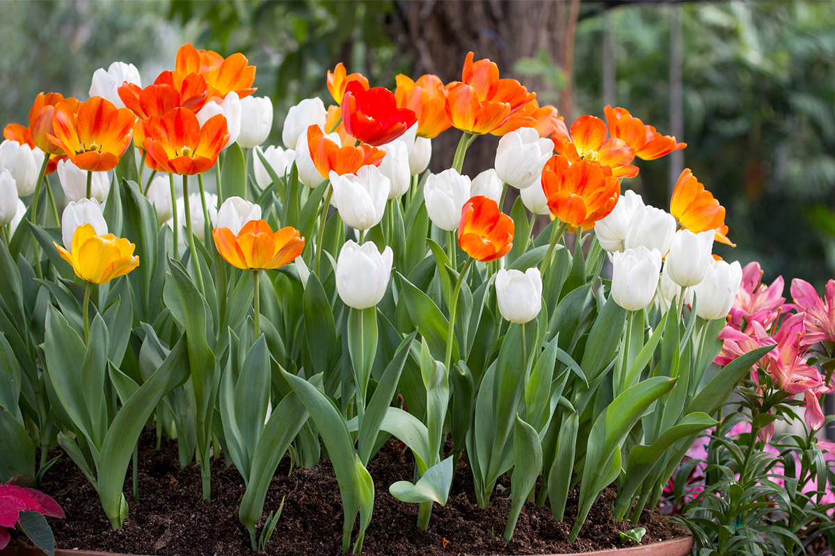 Blomsterbädd med tulpaner i olika färger