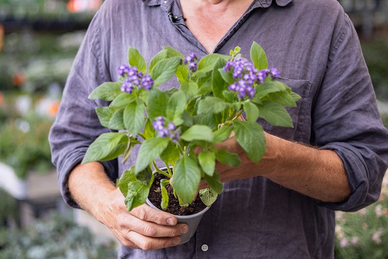 Man håller krukväxt med violetta blommor