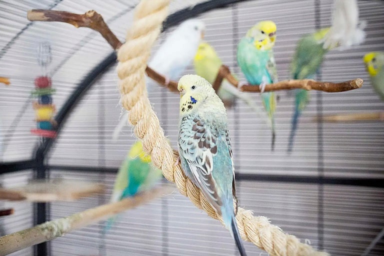 Undulater i en bur med rep och grenar