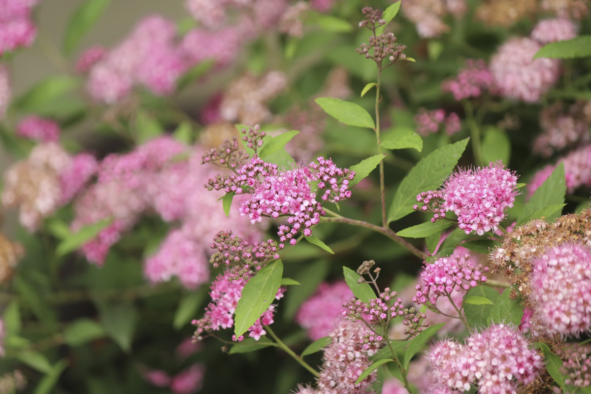 Närbild av spirea blommor