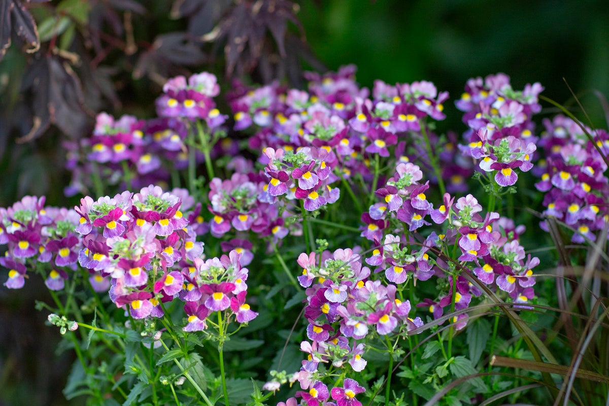 Blommande nemesia med lila och gula blommor i en trädgårdsrabatt.