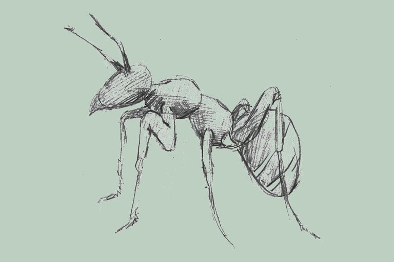 Ritning av en myra