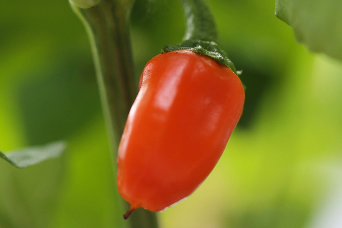 Orange chilipeppar på plantan