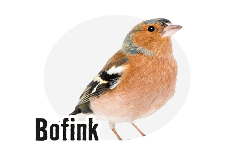 Bofink fågel