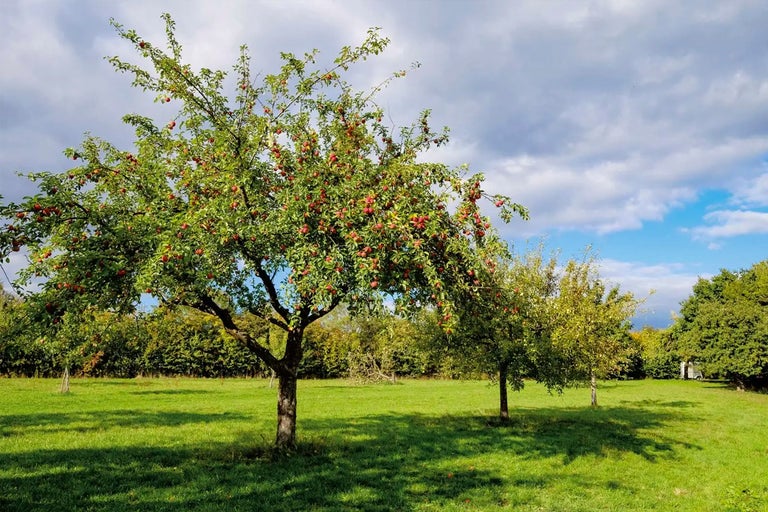Välja rätt fruktträd