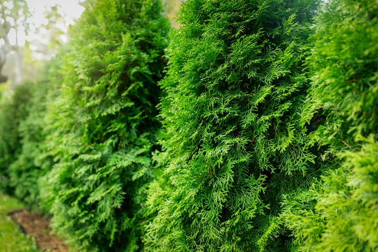 Rad av Thuja-häckväxter i trädgården.