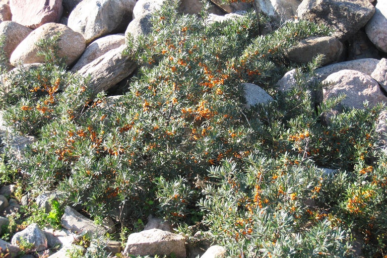 Havtornbuske med bär framför stenar