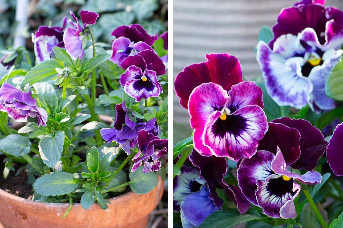 Blomster i en blomkruka