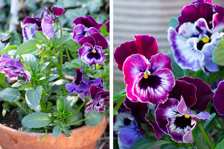 Blomster i en blomkruka