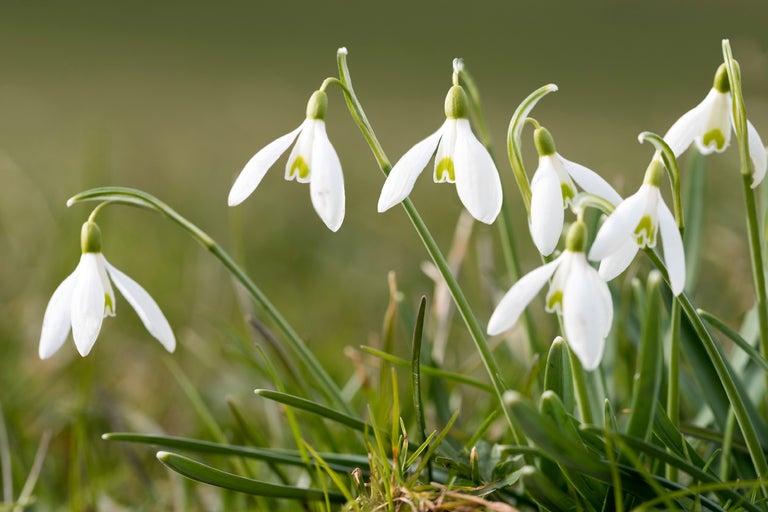 Närbild av snödroppar i trädgården
