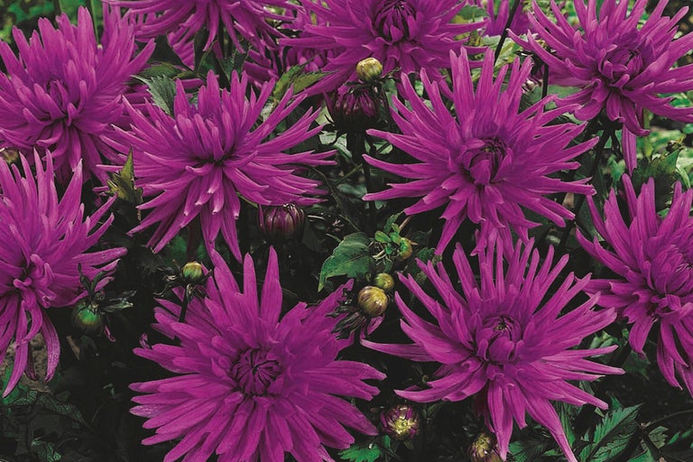 Närbild av lila dahlia blommor