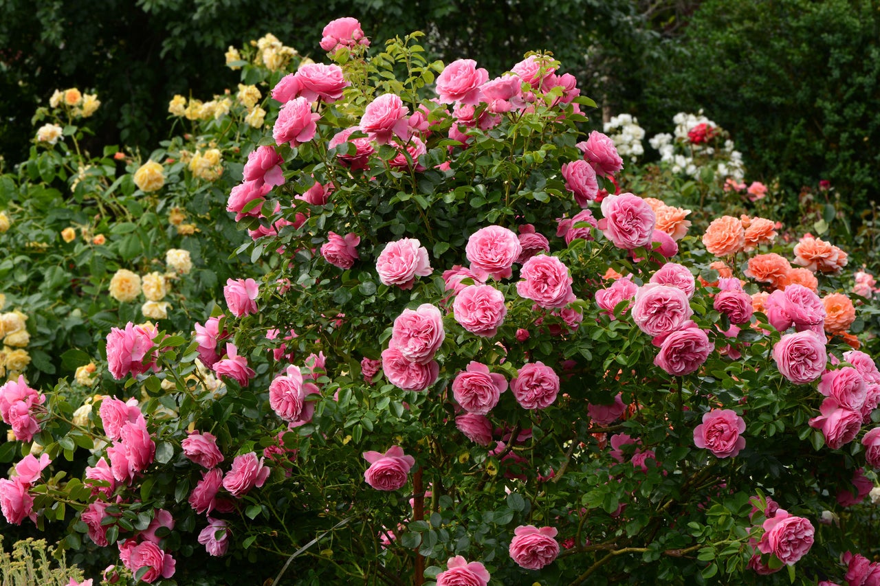 Flerfärgade rosenbuskar i trädgården.