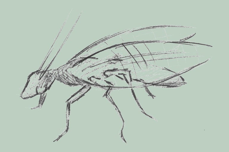 Skiss av en insekt