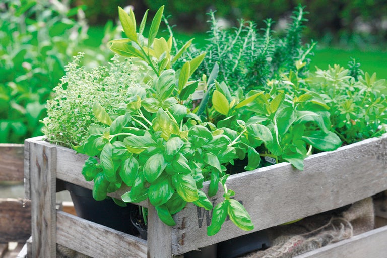 Trälåda planterad med olika örter