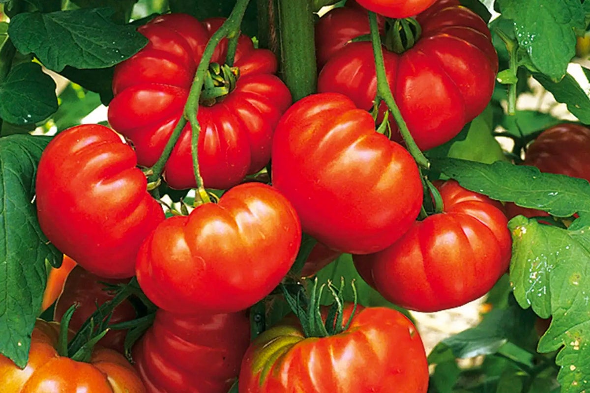 Tomatplanta med mogna tomater