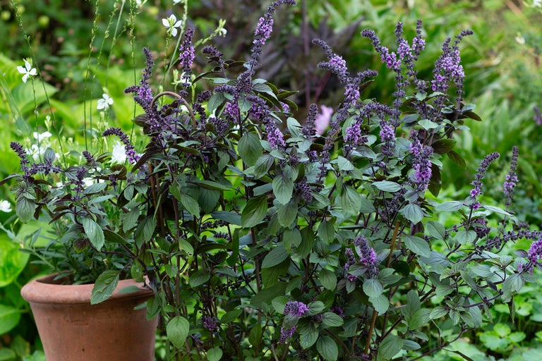 Lila basilika i kruka i trädgården