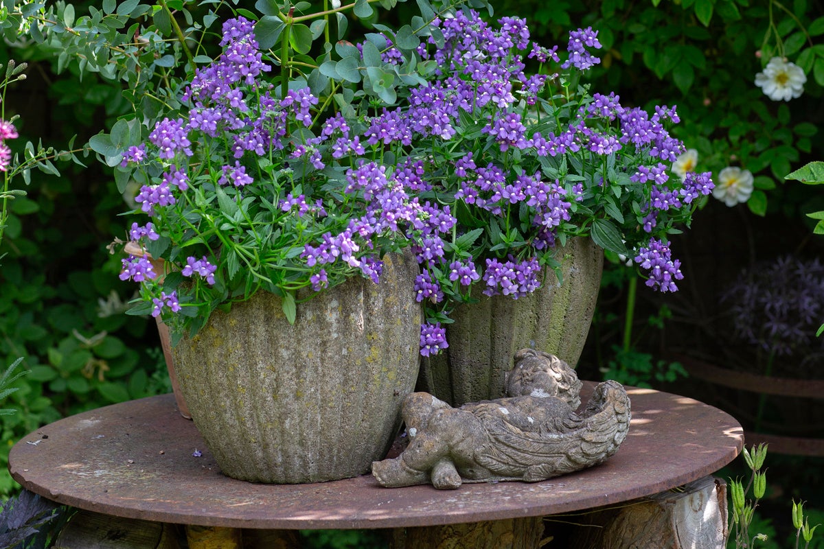 Blå nemesia-blommor i rustika stenrukor på ett metallbord bredvid en stenfigur i en trädgård.