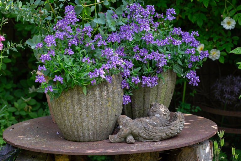 Blå nemesia-blommor i rustika stenrukor på ett metallbord bredvid en stenfigur i en trädgård.