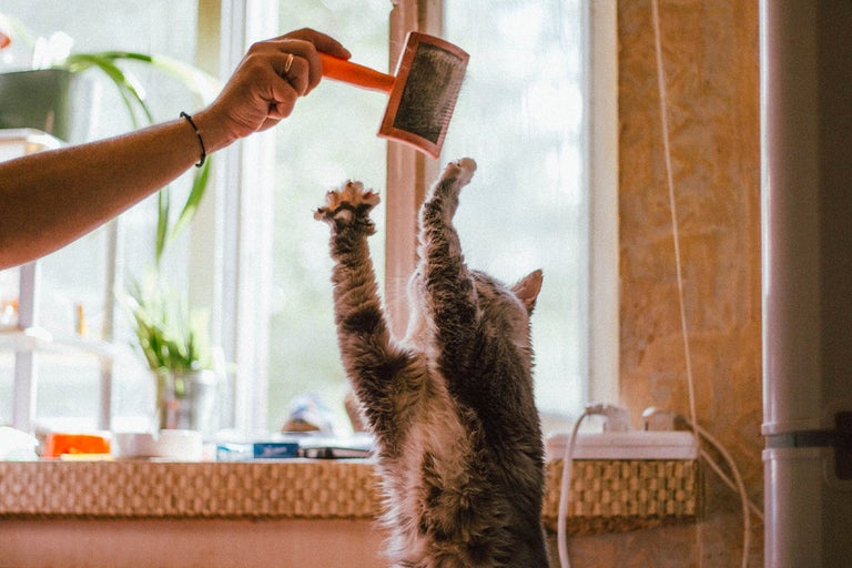 Katt sträcker sig efter en djurborste.