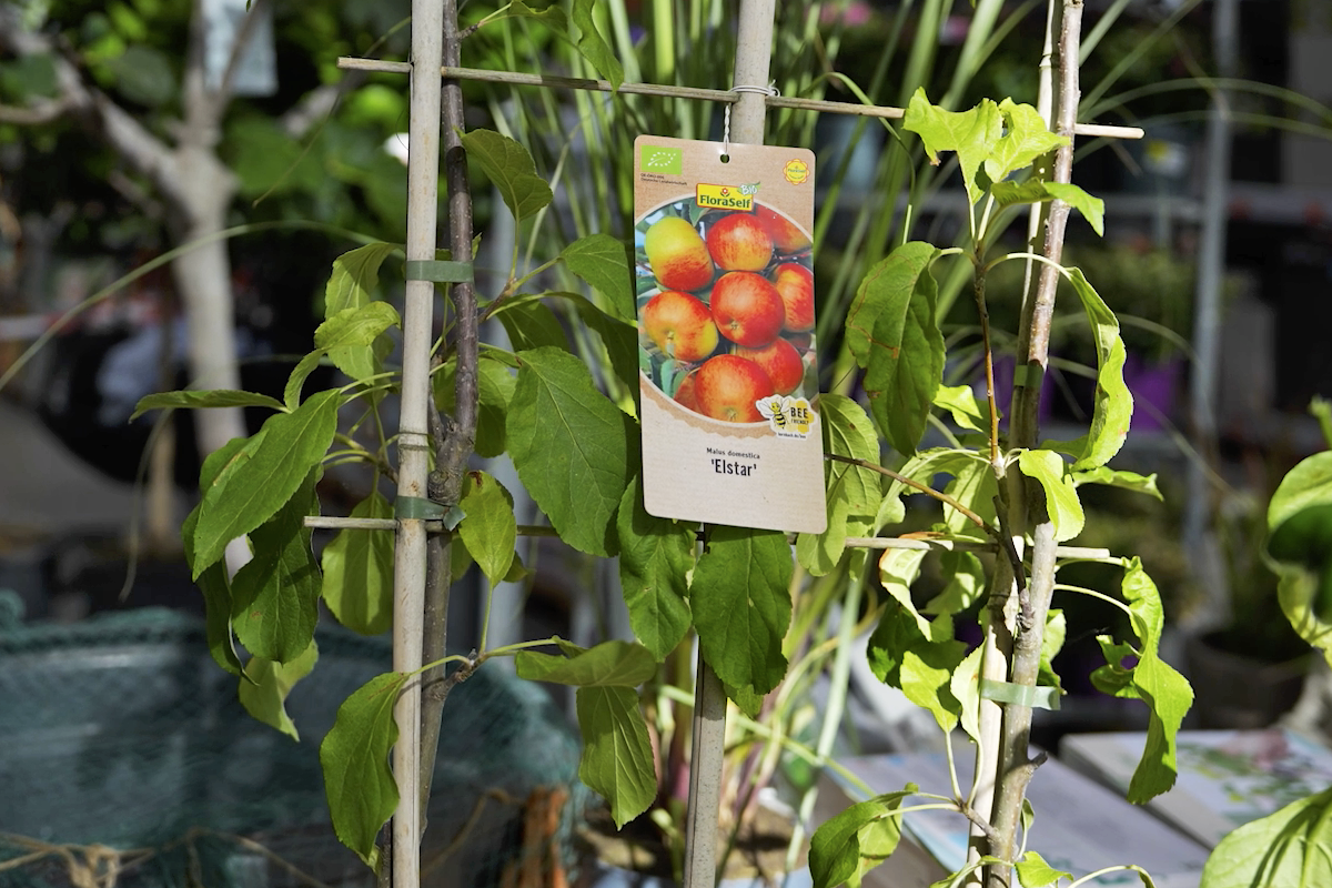 Äppelträd av sorten Elstar från FloraSelf som en ung planta med spaljé och informationsetikett inklusive EU ekologisk certifiering.