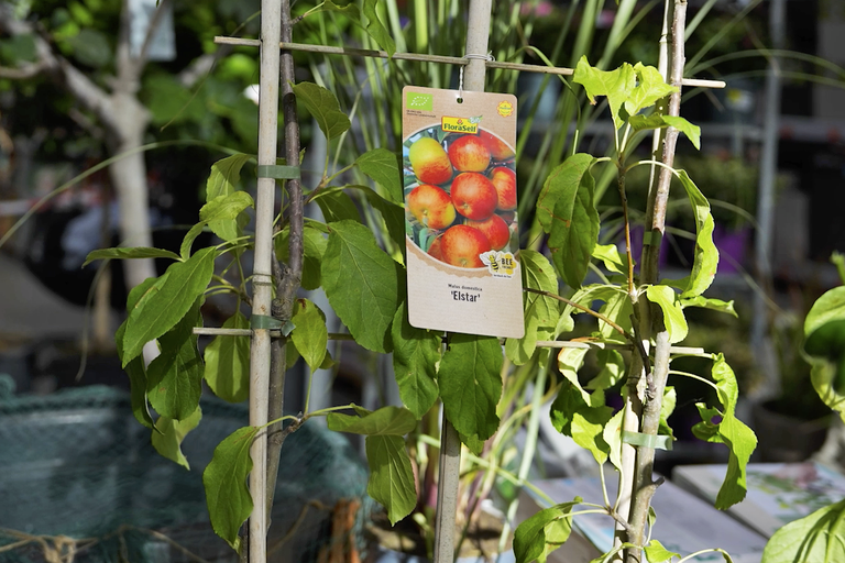 Äppelträd av sorten Elstar från FloraSelf som en ung planta med spaljé och informationsetikett inklusive EU ekologisk certifiering.