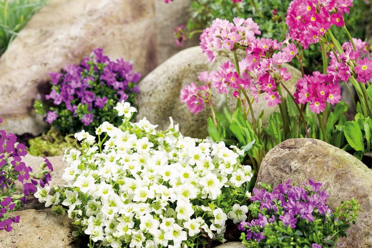 Trädgård med stenar och blommande växter med blommor