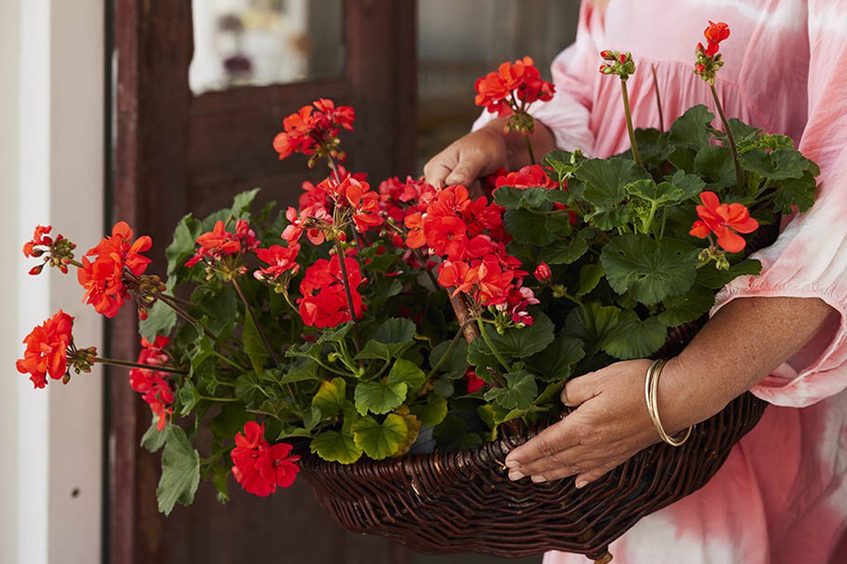 Person håller en flätad korg med röda pelargoner