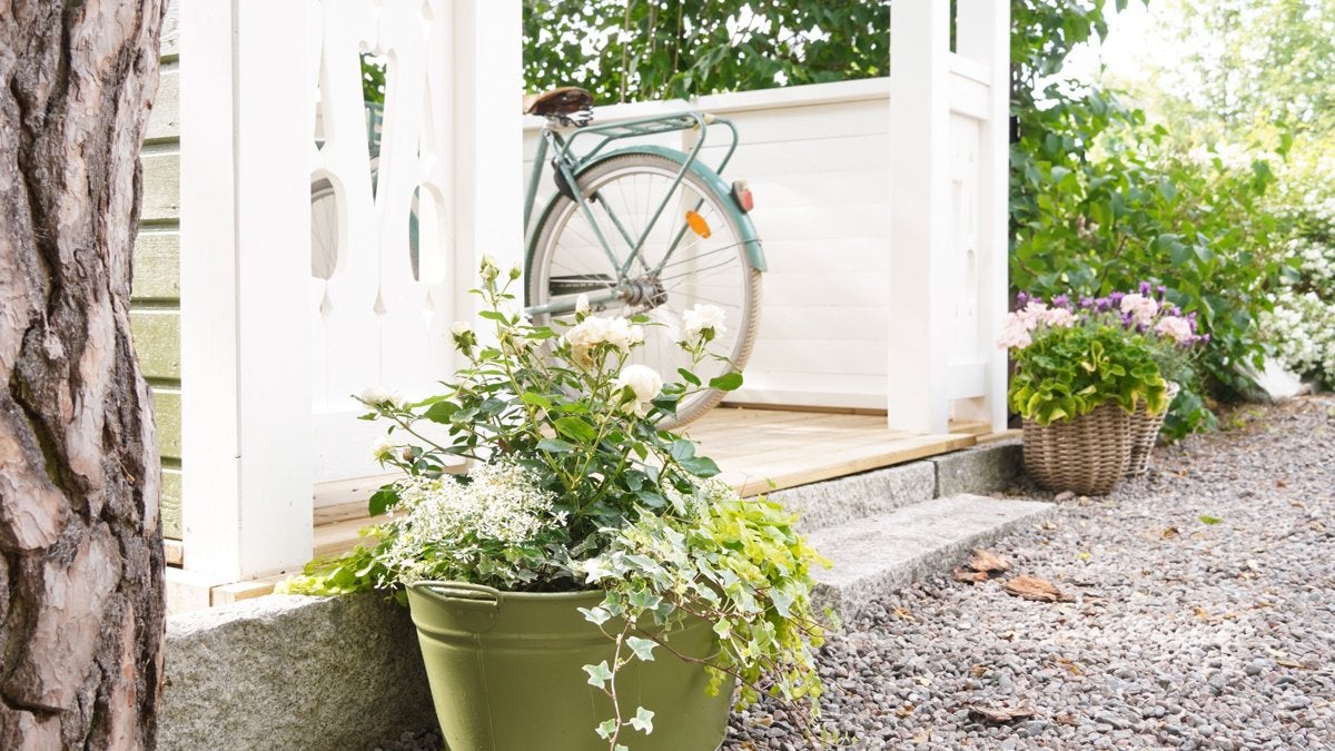 Trädgårdsscen med blommor i en kruka och en cykel framför ett vitt trähus.