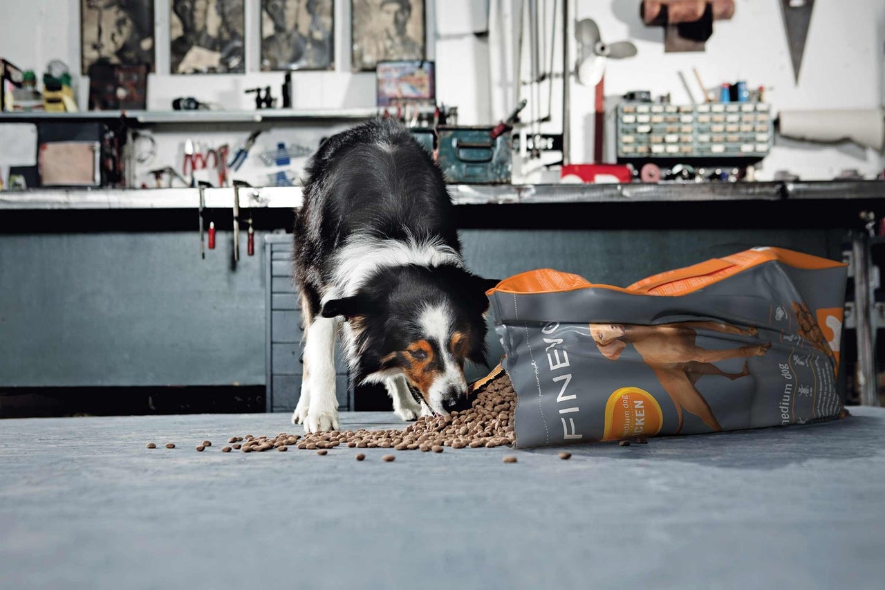 Border Collie äter hundmat bredvid en öppen foderförpackning