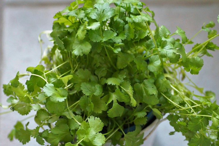 Korianderplanta i kruka