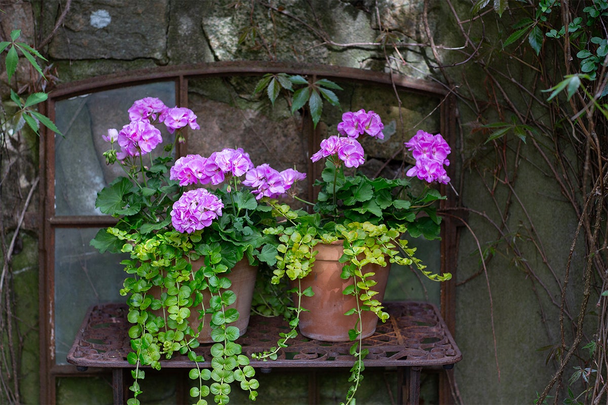 Två terrakottakrukor med rosa pelargoner och gröna klätterväxter på ett metallbord framför en stenmur och en gammal fönsterkarm.