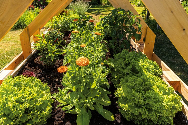 Hög bädd med sallad, ringblommor och andra växter