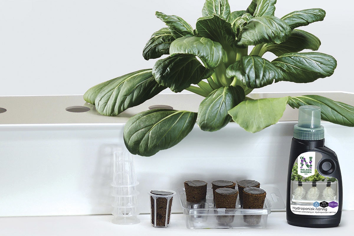 Hydroponiskt system med växt, odlingskrukor och näringslösning